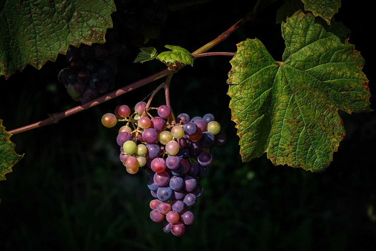 Rioja Wine Harvest Festival - Spain's Best-Kept Secret